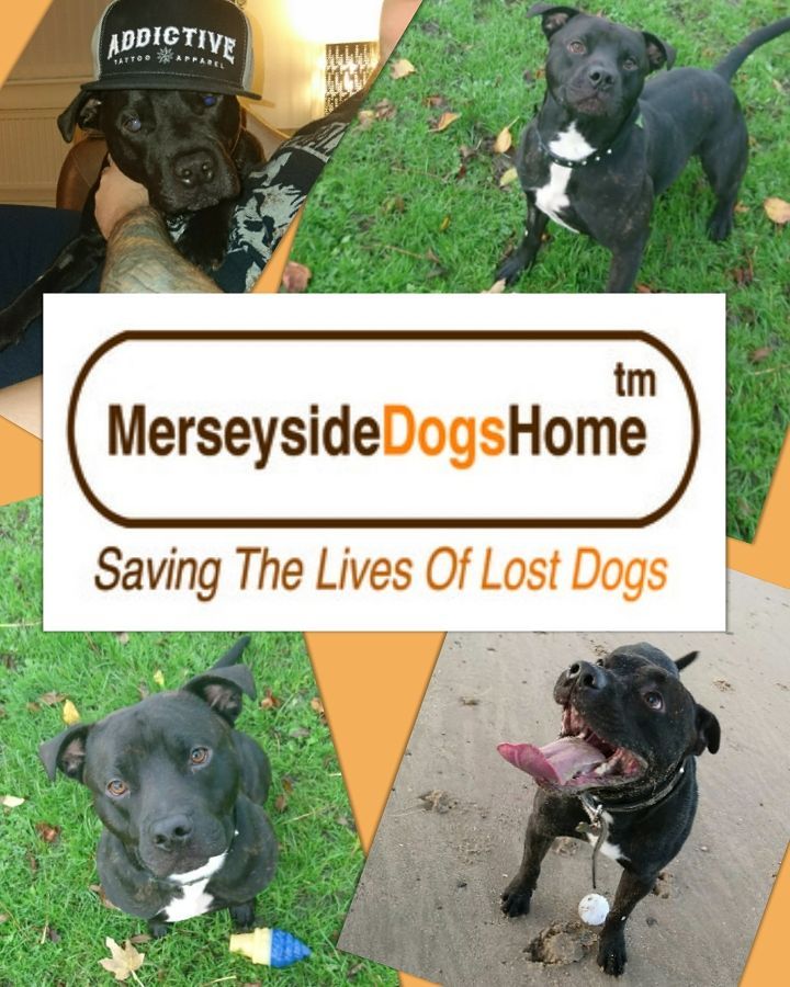 A Charity Dog Day at Lord Nelson Tattoos, Chester